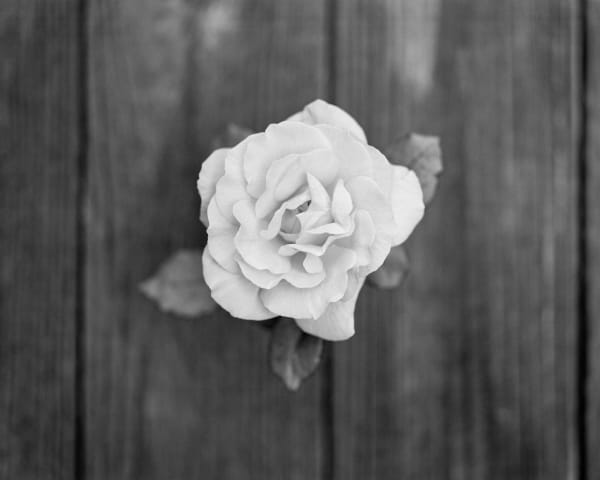 Andrew Martin, Dawn Rose, 2025