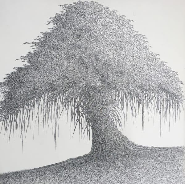 Banyan Tree I Pen and Ink on canvas 50 x 50 cm