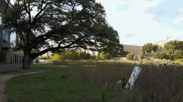 Prairie | Erika Huddleston at The Botanical Research Institute of Texas