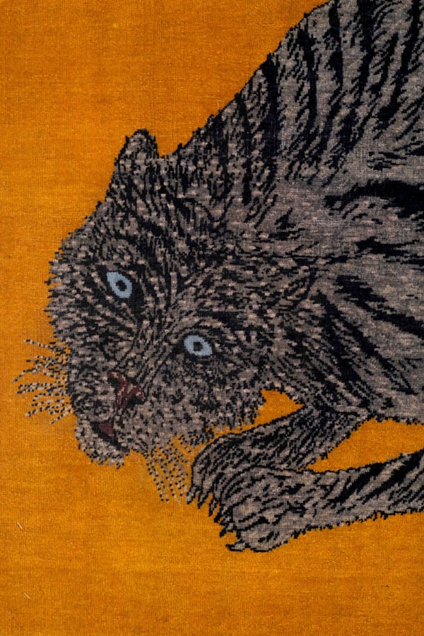 TOMORROW'S TIGERS WWF-UK, 2019-2022