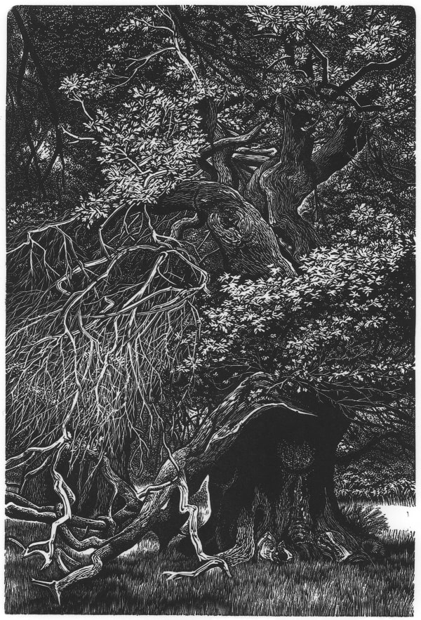 Blaze Cyan, Staverton Thicks