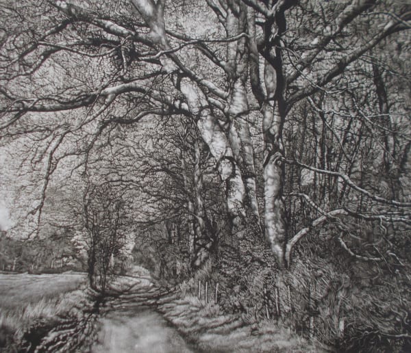 Martin Mitchell ARE - October Sycamore