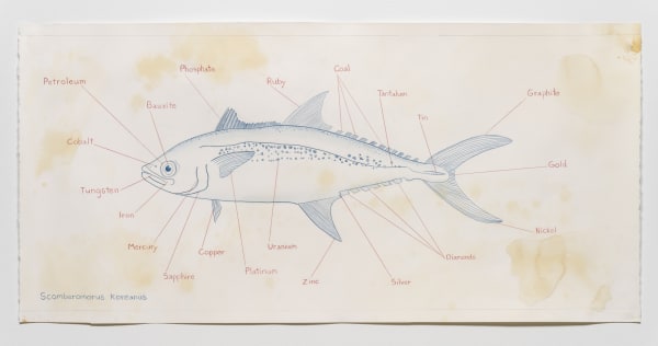 Mark Dion Scomberomorus Koreanus, 2021 color pencil on tea-stained arches watercolor paper 62.5 x 130 cm