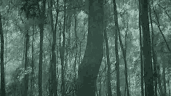 Pratchaya Phinthong 내일을 돌보는 오늘, 2022 PP/MOV 4 video 40 min