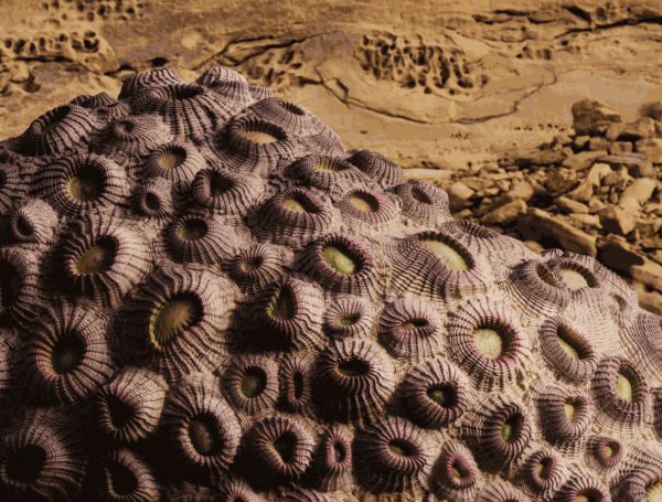 Newly Commissioned Work by Shezad Dawood at Desert X AlUla 2022