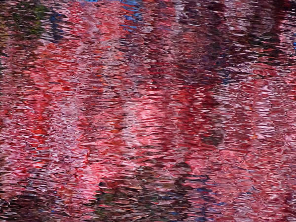 Chou Red Pink 1 2016 Chou00163