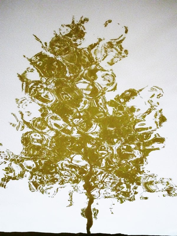 Chou L Arbre D Or 2016 Chou00142