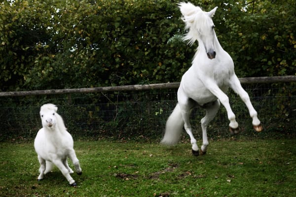 Mary McCartney Frisky, Sussex, 2016 Signed on verso C-type print mounted on aluminum 26 1/2 x 40 inches 67.3 x 101.6 cm Edition of 4