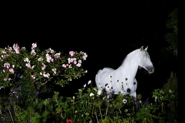 Mary McCartney Night Scene, Number 1, Sussex, 2016 C-type print mounted on aluminum 26 1/2 x 40 inches 67.3 x 101.6 cm Edition of 4