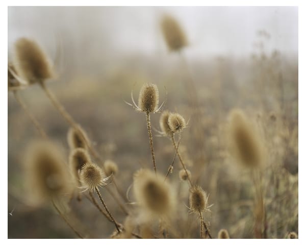 Li+010 © Steve Macleod