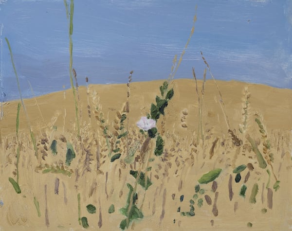 Danny Markey Flower and Cornfield oil on board 23.4 x 29.3 cm