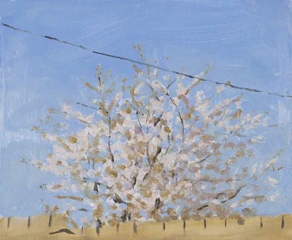 Danny Markey Blossom in Sunshine oil on board 20.3 x 24.5 cm
