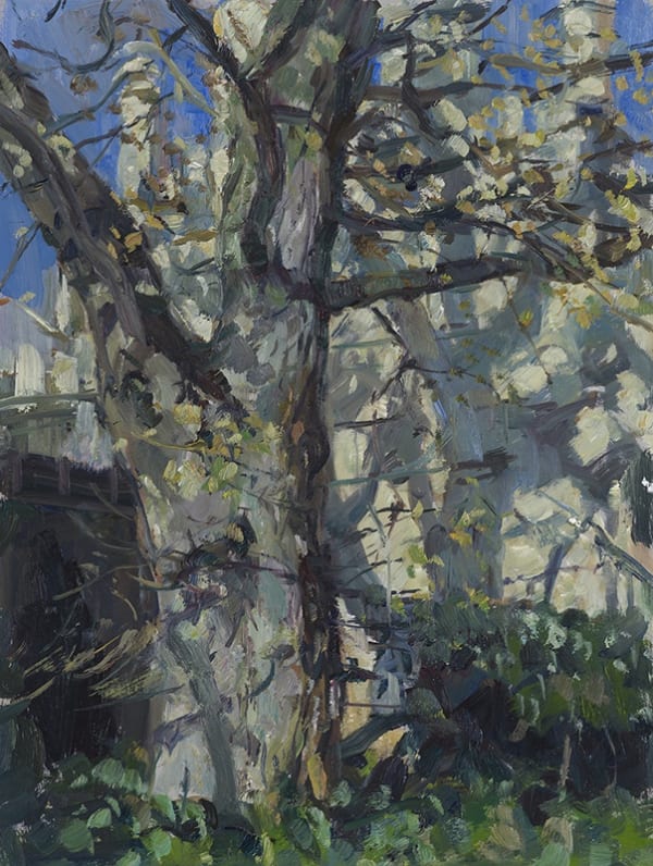 Tom Benjamin NEAC, Sunlit Tree, Brighton Pavilion