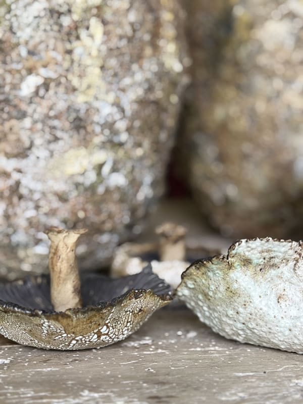Amanda Coldridge, Field Mushrooms