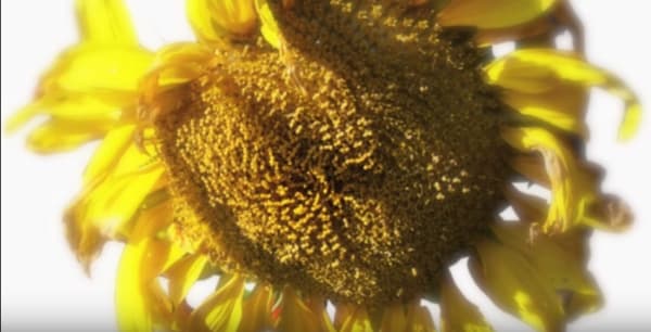 The Hedge, 2007, Video on the making of The Hedge.