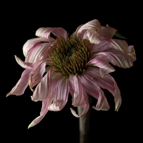 Tim Nighswander in Critics' Choice 2022