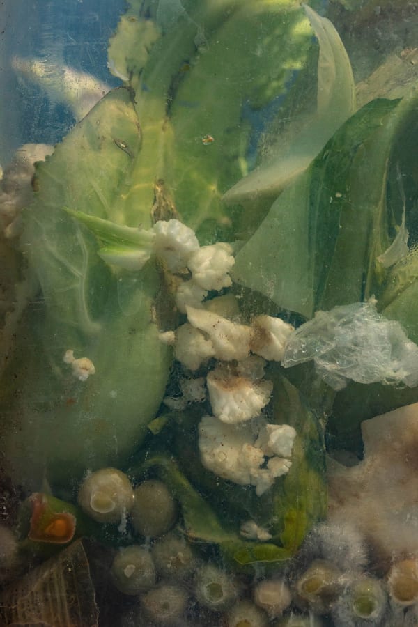 Nancy Macko Cauli Olive, 2020 Archival pigment print 40 x 26 or 22.5 x 15 inches