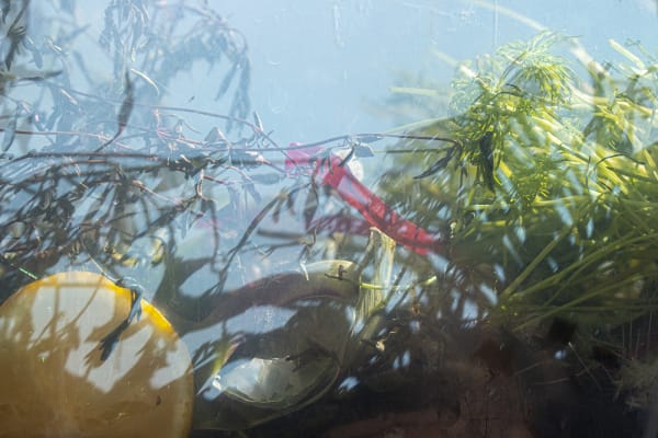 Nancy Macko Lemonthyme Jungle, 2021 Archival pigment print 26 x 40 or 15 x 22.5 inches