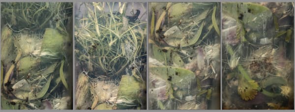 Nancy Macko Tangled Microcosm, 2022 Archival pigment print 42 x 120 or 31 x 60 inches