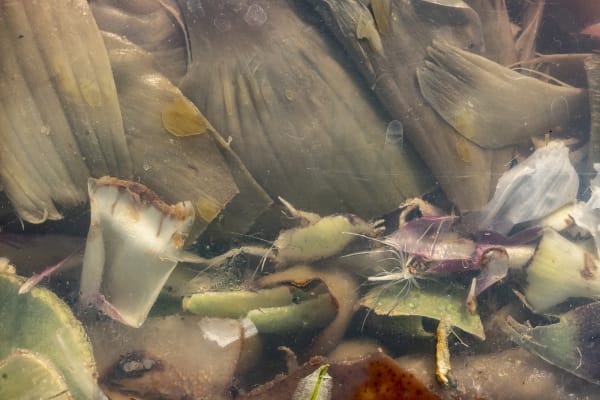 Nancy Macko Tidepool with Sea Lions, 2022 Archival pigment print 26 x 40 or 42 x 64.5 inches