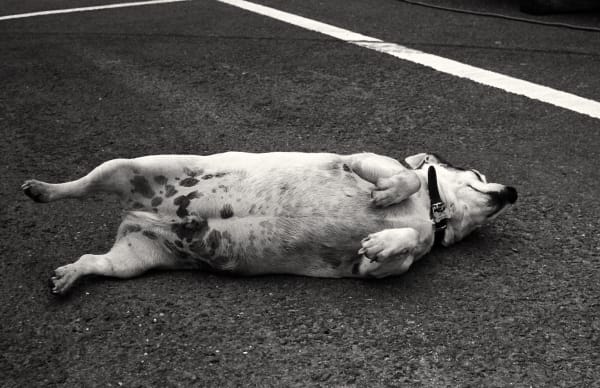 Caroline Marrack, Dogdom - Einstein, fair dog, Bude , 2019