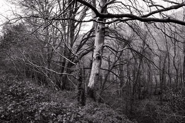 Caroline Marrack, Song of the wood - Stibb, 2021