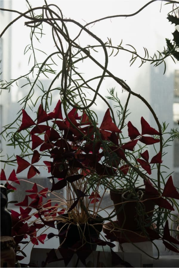 Escape into Space, 2020