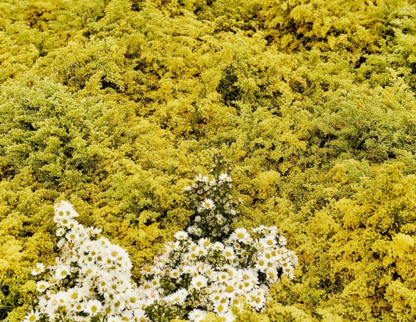 Luis Mora Untitled 17 (Paloquemao, Bogotá, Colombia), 2018 inkjet print on archival paper, framed 9 x 11 inches unique