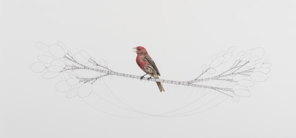 Michael Whittle - Study for concentric enso IV, 2017