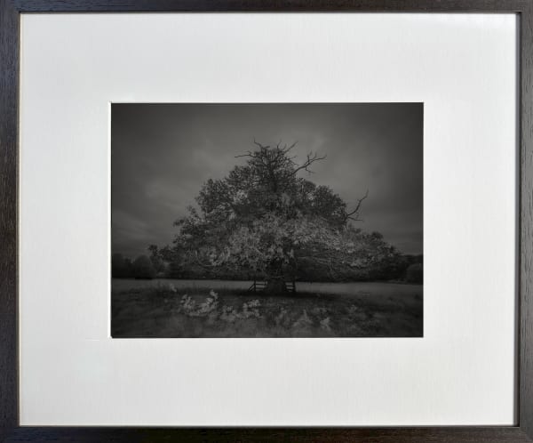 Imagine ... Pink Moon 4