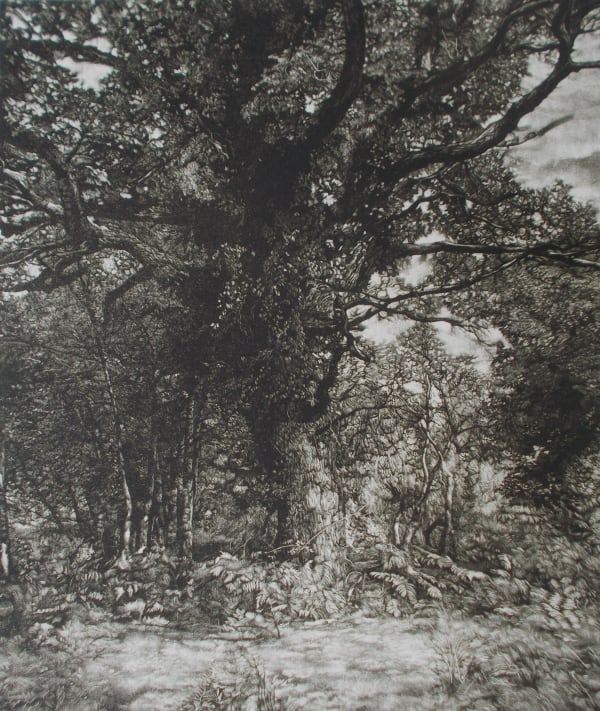 Autumn Oak (unframed) , 2022 Martin Mitchell Mezzotint on paper, presented in mount board Unframed 52.5cm x 46.5cm Plate size: 29.5cm x 25cm Edition of 50