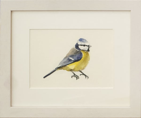 Bluetit Inframe