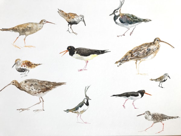 Fledge: A Year of Birds A mixed and multidisciplinary exhibition of artworks and words