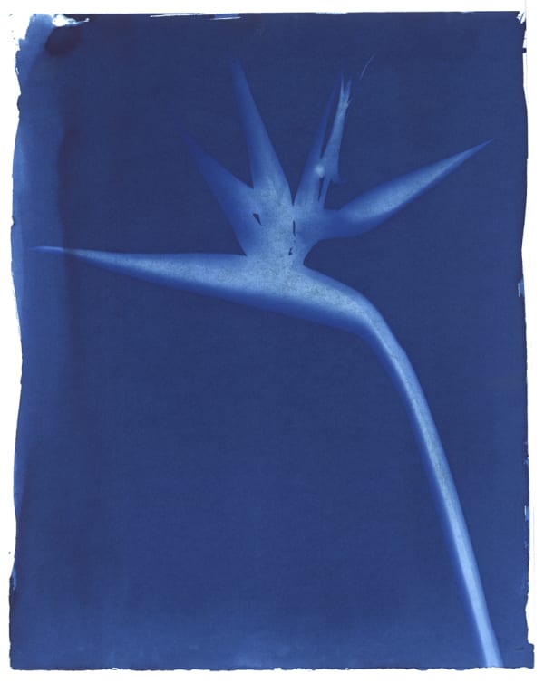 Sondra Meszaros, #17, 2016