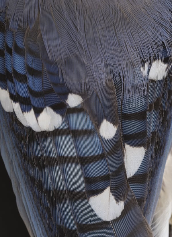 Thaddeus Holownia, Blue Jay, 2022.