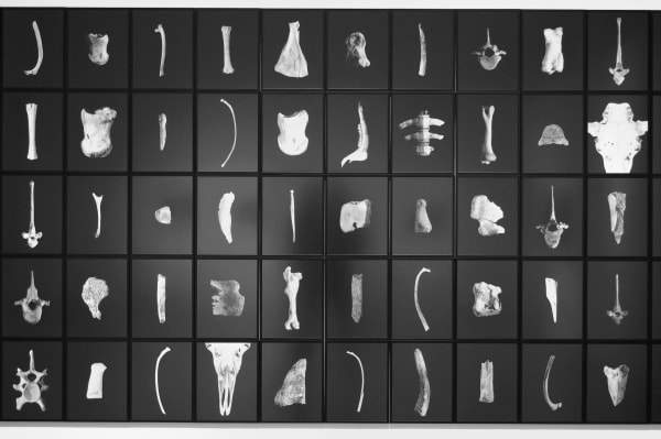 Thaddeus Holownia, Anatomy Lesson - Moose, 2006