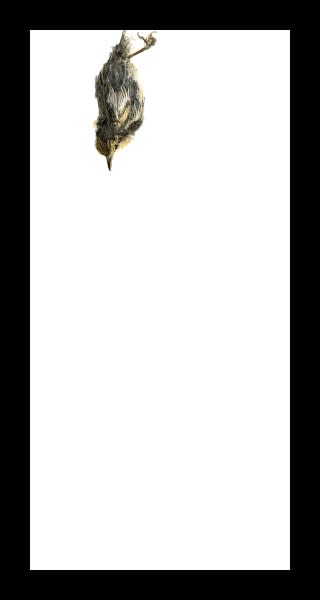 Thaddeus Holownia, Blackpoll Warbler, Icarus, The Falling of Birds, 2017
