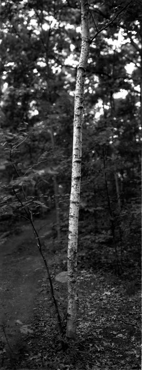Thaddeus Holownia, 24 Tree Studies for Henry David Thoreau, Tree XIX, 2001-2003.