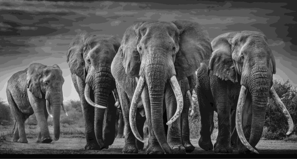 Sizzle - David Yarrow 2025 , 'I knew there was no going back' DY