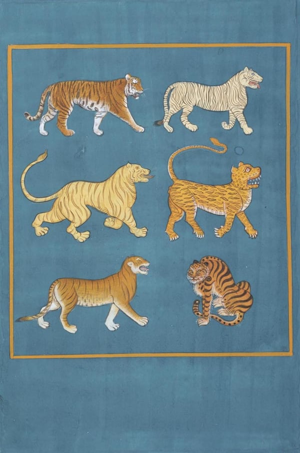 Jethro BUCK (b.1986) Ways of Seeing Tigers, 2019