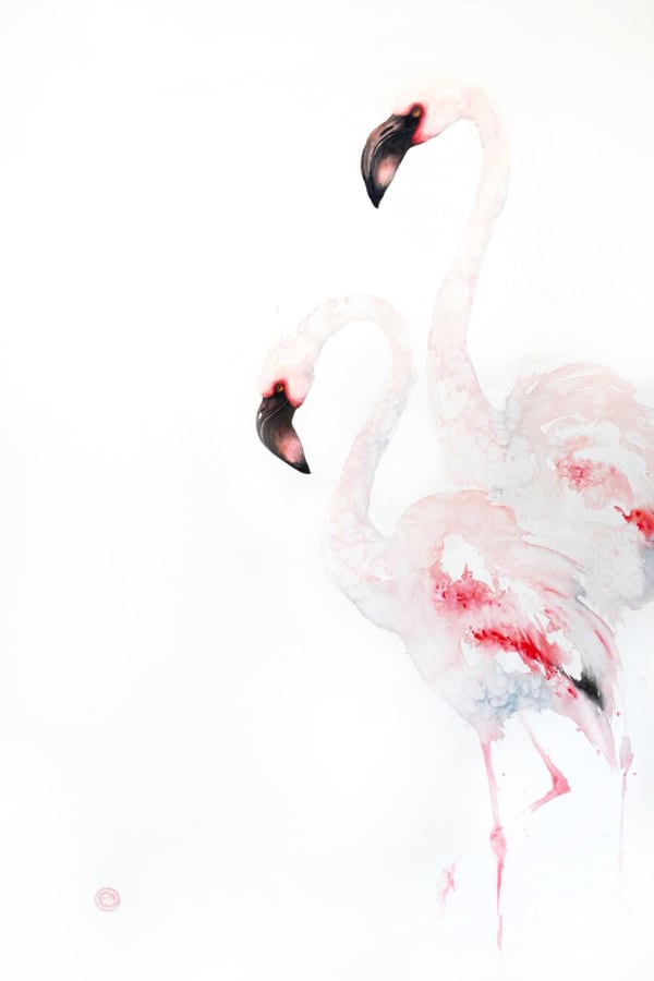 Lesserflamingos 01 59 X39 5