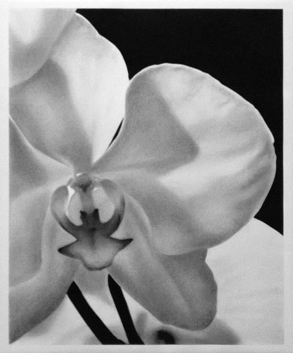 Valentin van der Meulen, Orchid lll, 2017