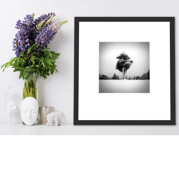 The Collected Trees of Hagley Park Prints