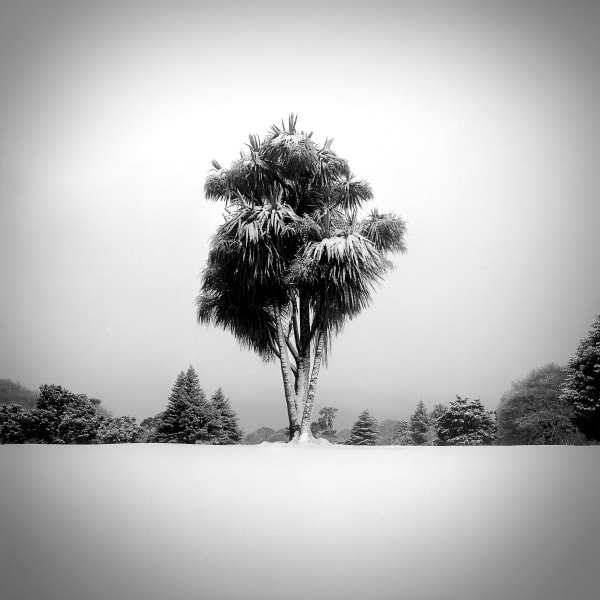 hagley park christchurch, south island, new zealand, art, landscapes