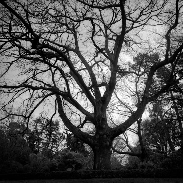 hagley park christchurch, south island, new zealand, art, landscapes
