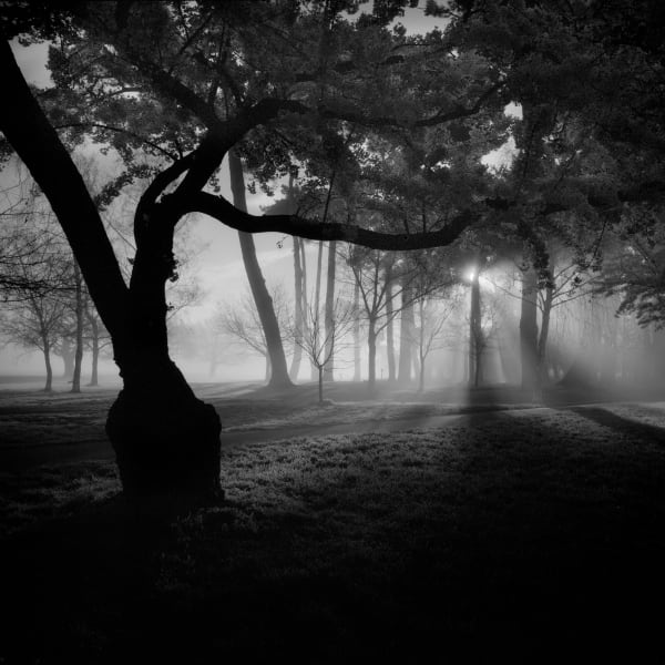 hagley park christchurch, south island, new zealand, art, landscapes