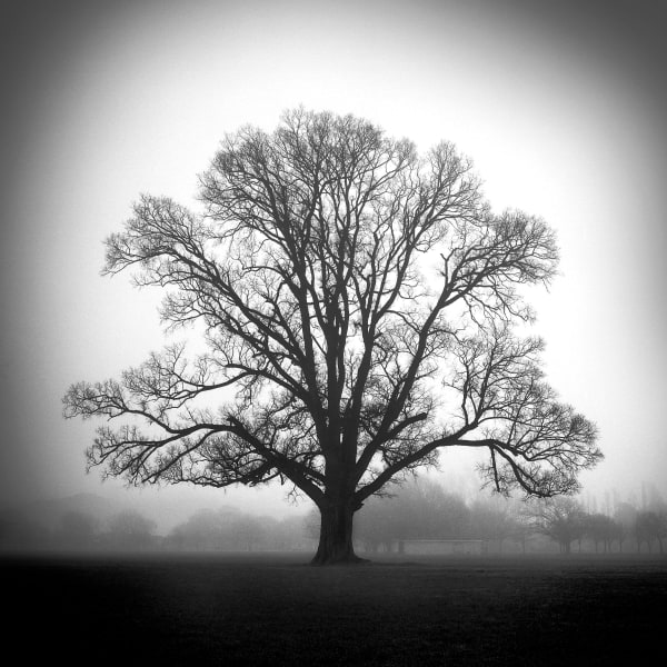 hagley park christchurch, south island, new zealand, art, landscapes