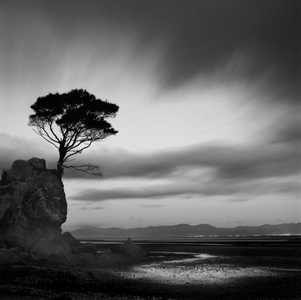 Tree, Nelson, South island, new Zealand, art, landscape, photograph