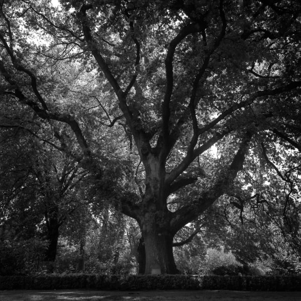 Albert Edward oak, hagley park christchurch, south island, new zealand, art, landscapes