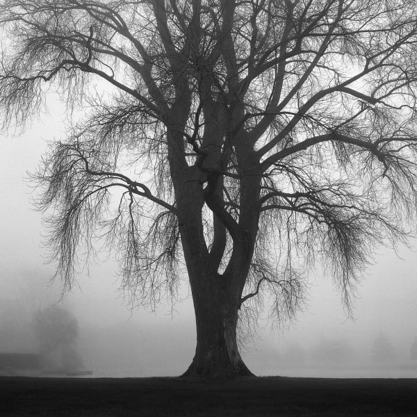 hagley park christchurch, south island, new zealand, art, landscapes